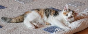 Comment bien choisir un tapis ?