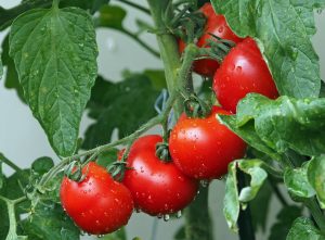 La culture de la tomate et l&rsquo;arrosage