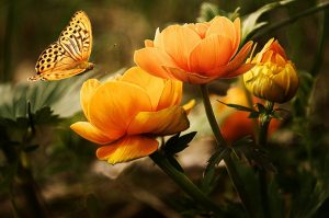 Quelles sont les plantes graminées ?