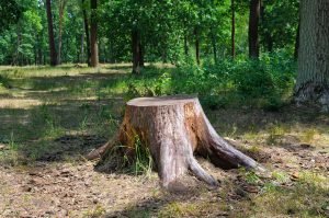 Comment détruire une souche d&rsquo;arbre ?